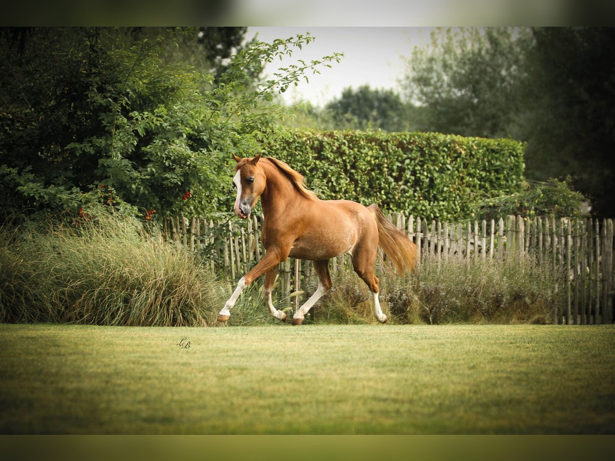 Amerikaans minipaard Merrie 7 Jaar 100 cm Sabino in Wiekevorst