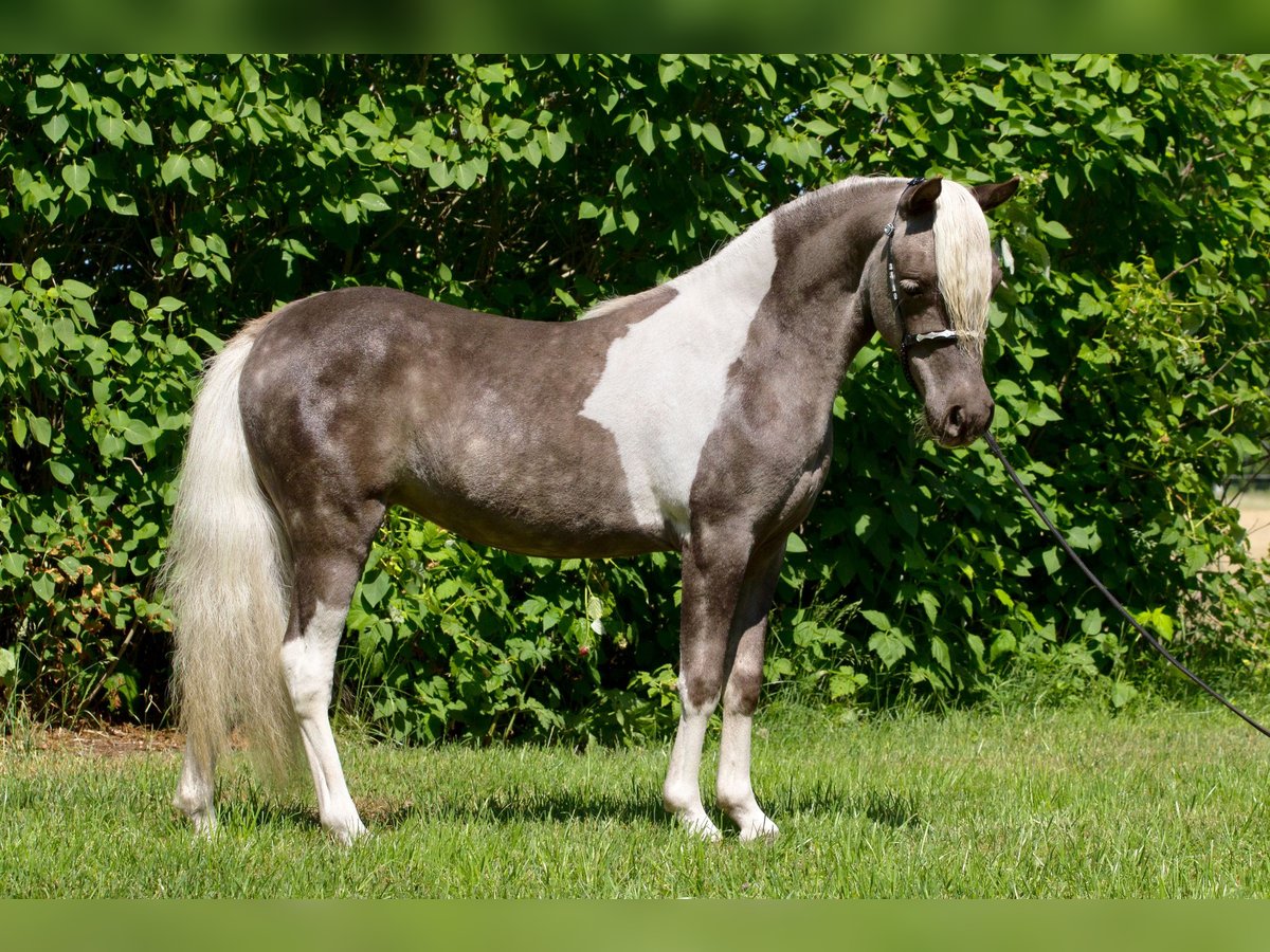Amerikaans minipaard Merrie 8 Jaar 84 cm Tobiano-alle-kleuren in Sieversdorf-Hohenofen
