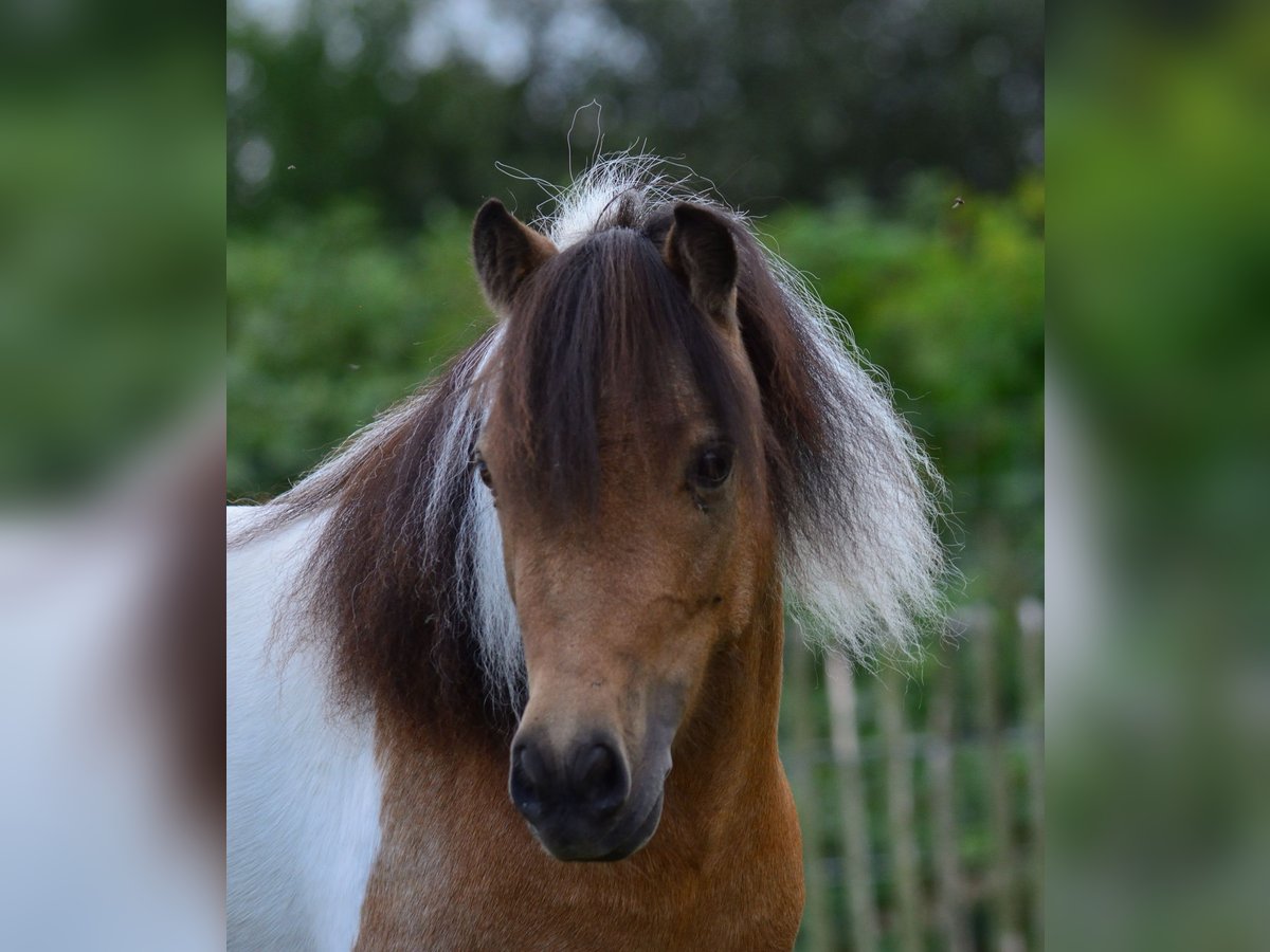 Amerikaans minipaard Merrie 8 Jaar 92 cm Buckskin in Reinfeld (Holstein)