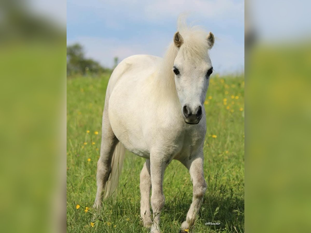 Amerikaans minipaard Merrie 9 Jaar 78 cm Vliegenschimmel in Markt Erlbach