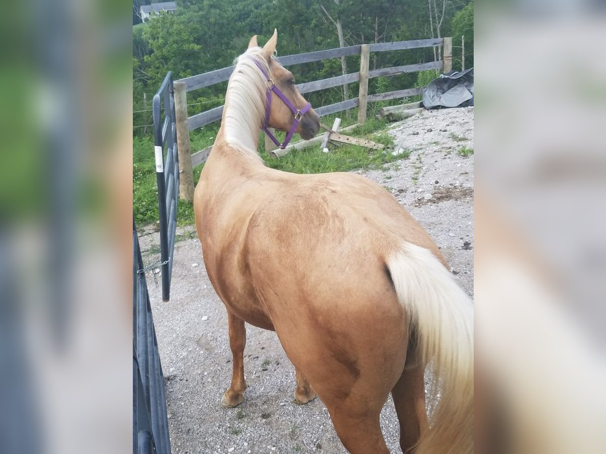 Amerikaans minipaard Ruin 13 Jaar 115 cm in Safford