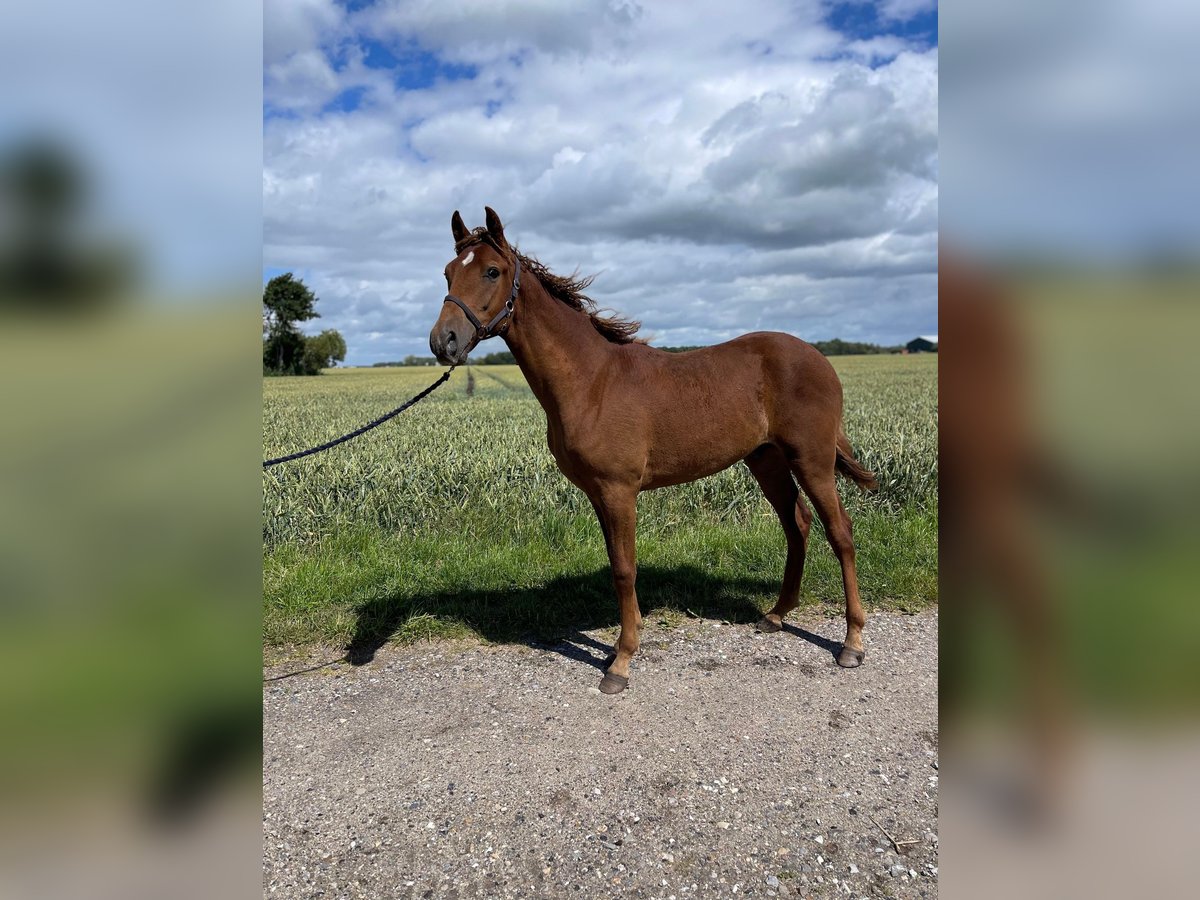 Amerikansk curlyhäst Hingst 1 år 153 cm fux in Storvorde