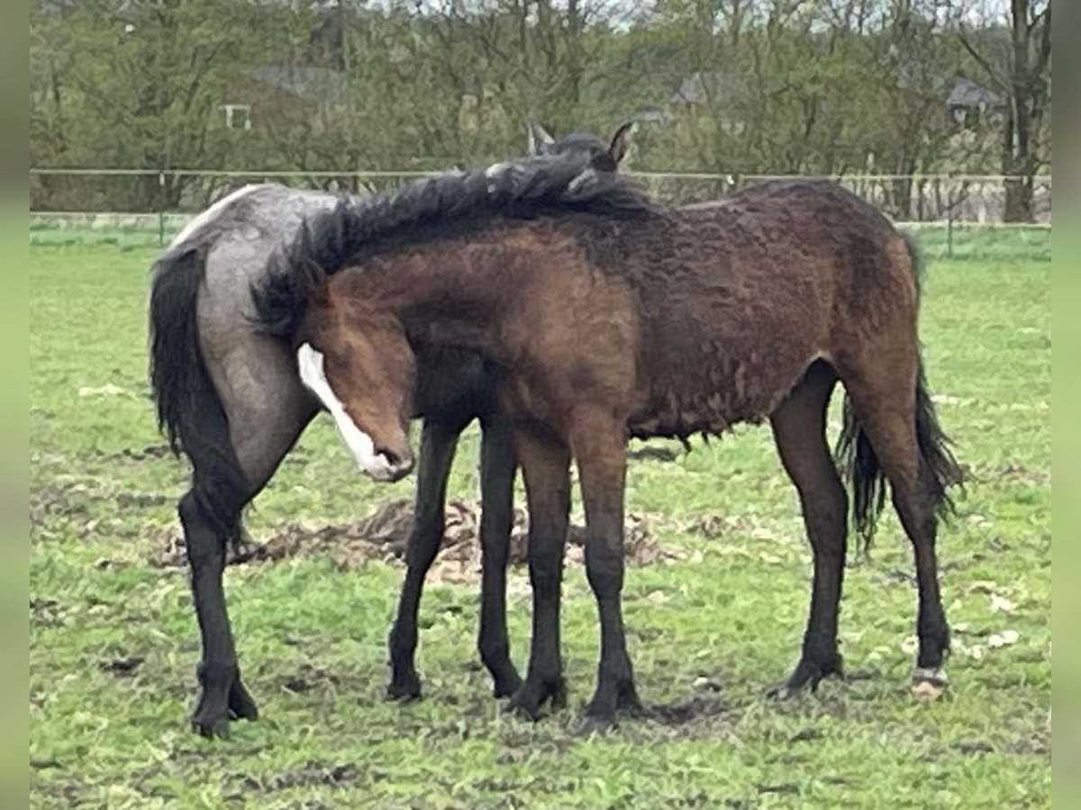 Amerikansk curlyhäst Hingst 1 år 155 cm Mörkbrun in Skærbæk