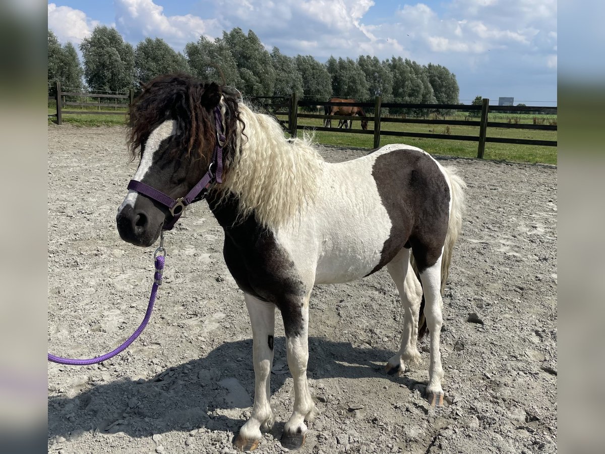 Amerikansk curlyhäst Hingst 2 år 110 cm Tobiano-skäck-alla-färger in Deinze