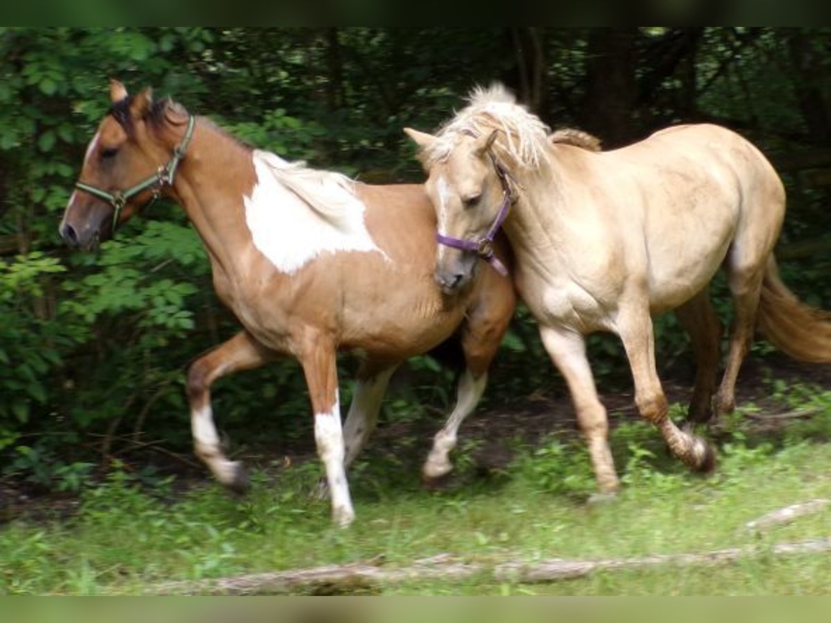 Amerikansk curlyhäst Blandning Hingst 2 år 150 cm Pinto in Arnbruck