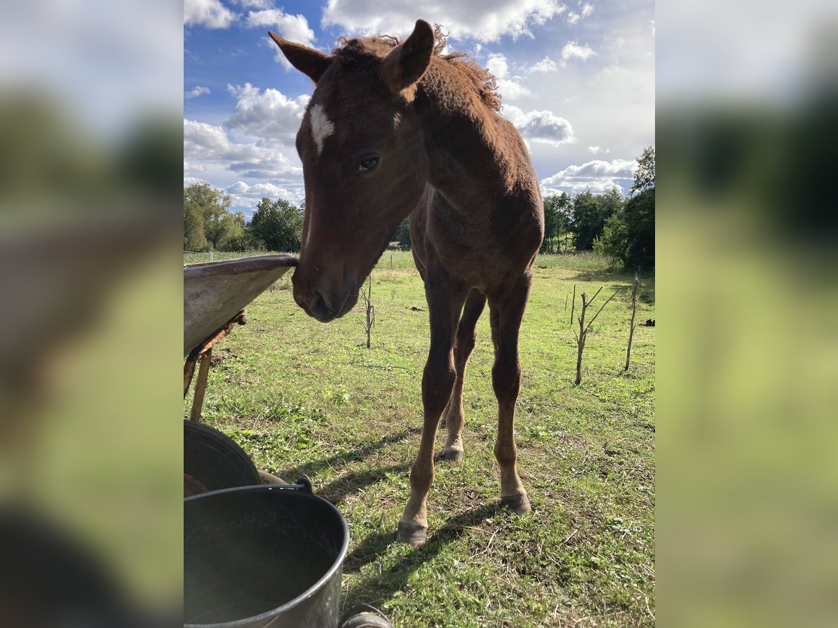 Amerikansk curlyhäst Hingst 2 år 155 cm Fux in Stenloese