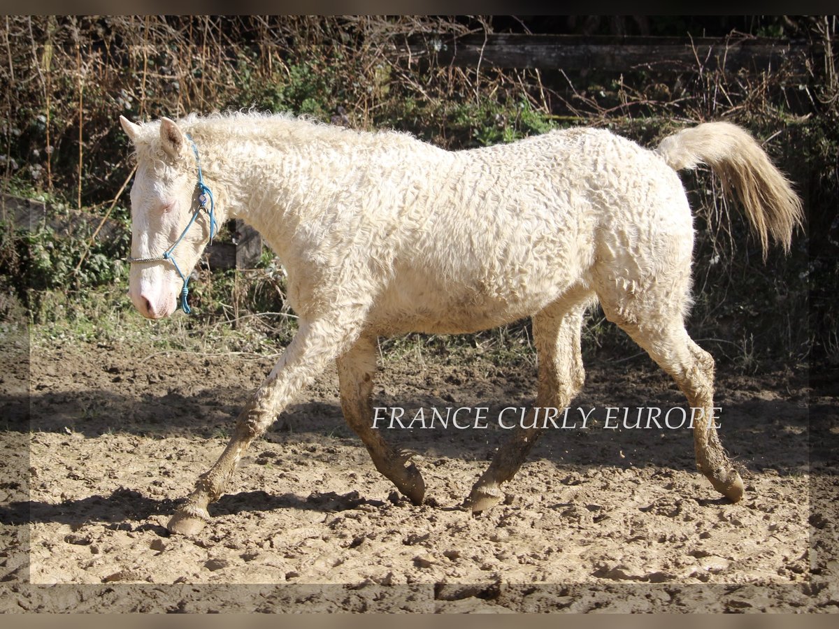 Amerikansk curlyhäst Blandning Hingst 2 år 156 cm Perlino in france