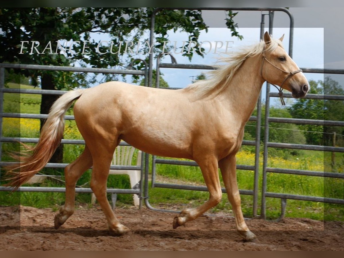 Amerikansk curlyhäst Hingst 3 år 150 cm Palomino in FRANCE