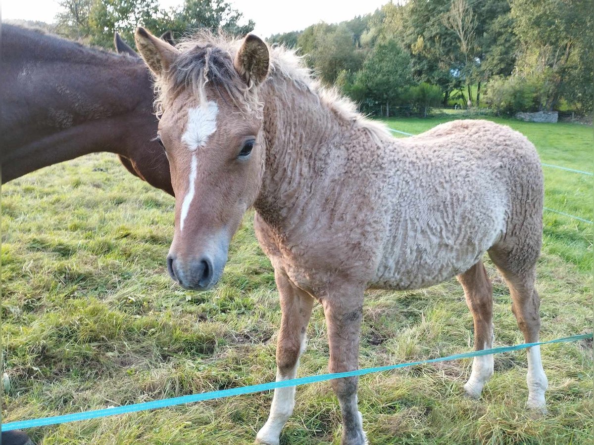 Amerikansk curlyhäst Hingst Föl (05/2024) 145 cm Black in Sedan