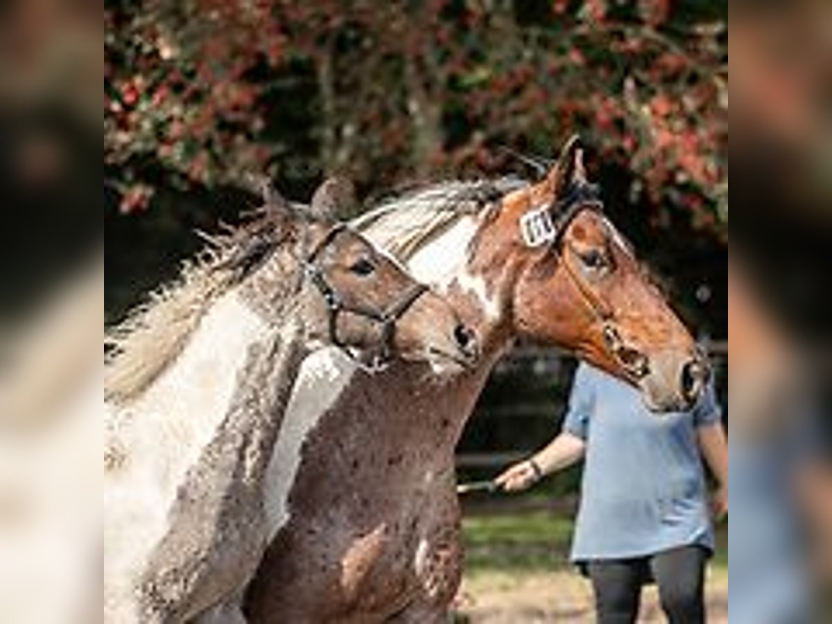 Amerikansk curlyhäst Hingst Föl (06/2024) 150 cm Konstantskimmel in Skærbæk