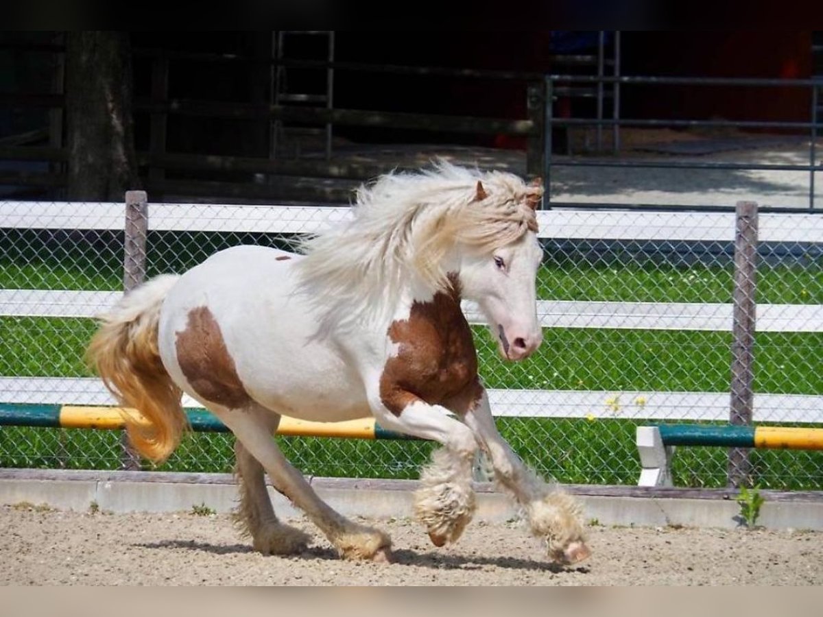 Amerikansk curlyhäst Sto 10 år 145 cm in Kärnten