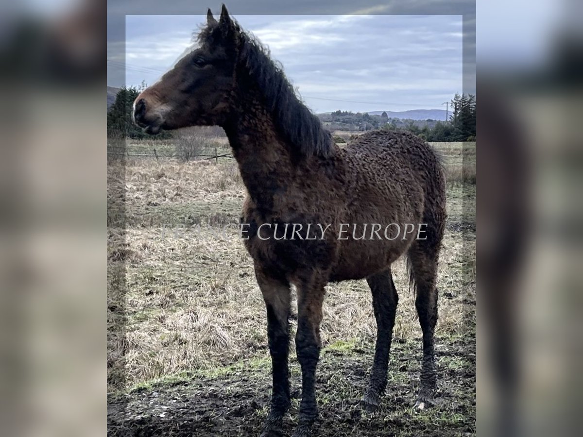 Amerikansk curlyhäst Sto 1 år 160 cm in Oughterard, Co. Galway.