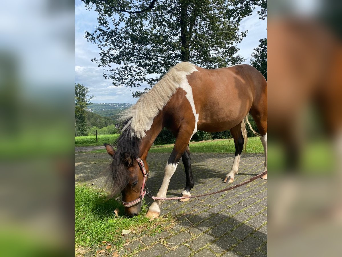 Amerikansk curlyhäst Sto 2 år 128 cm Pinto in Ennepetal