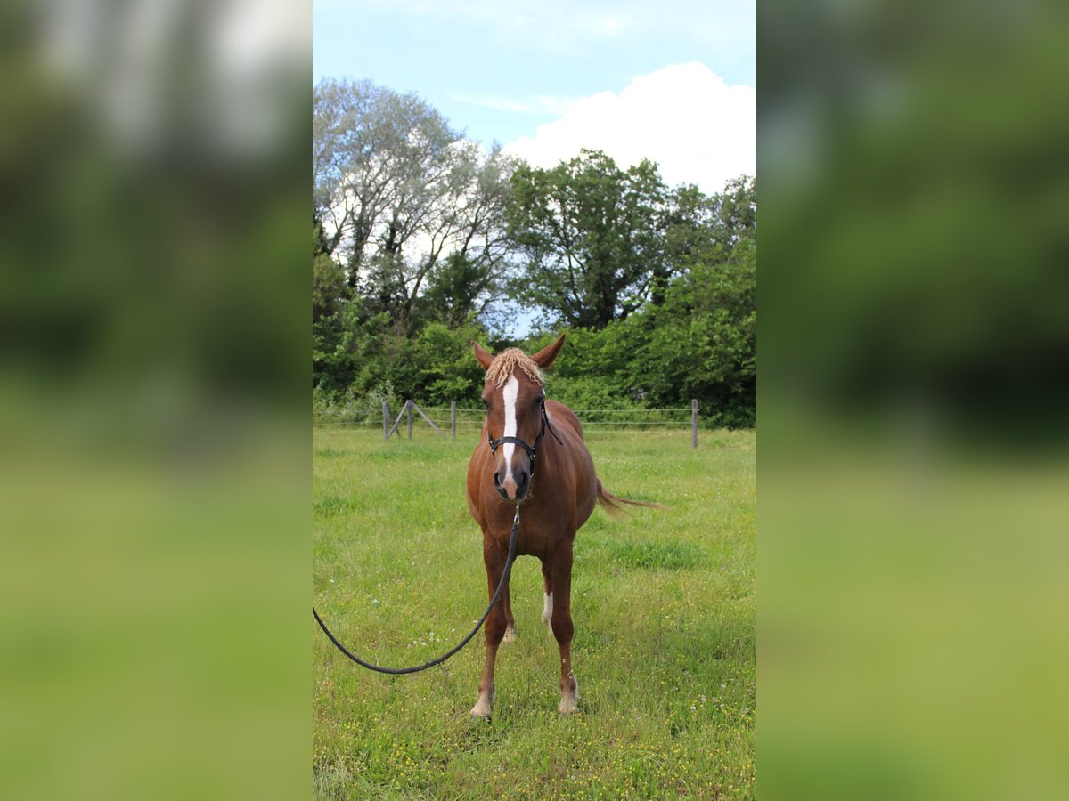 Amerikansk curlyhäst Sto 4 år 155 cm Fux in Chantemerle-lès-Grignan