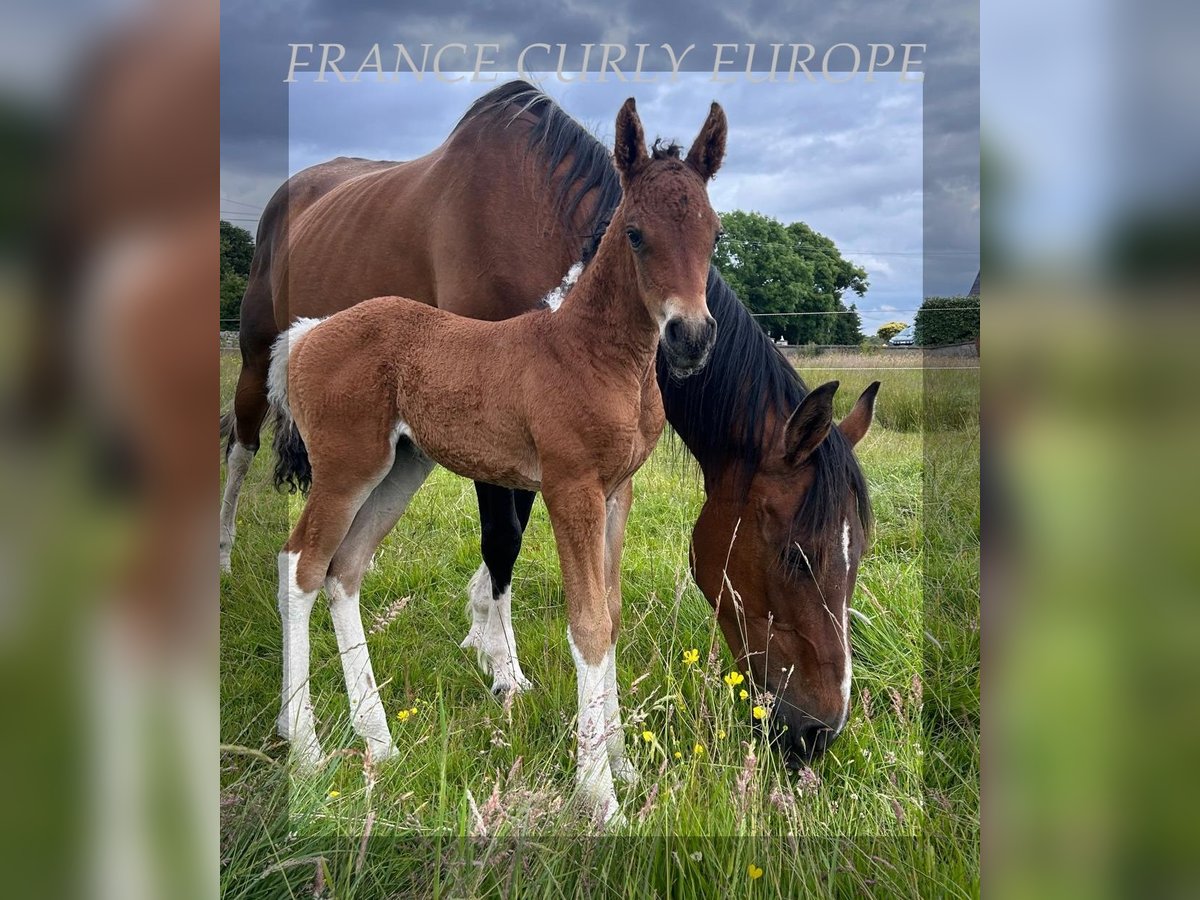 Amerikansk curlyhäst Sto Föl (06/2024) 150 cm Brun in Oughterard