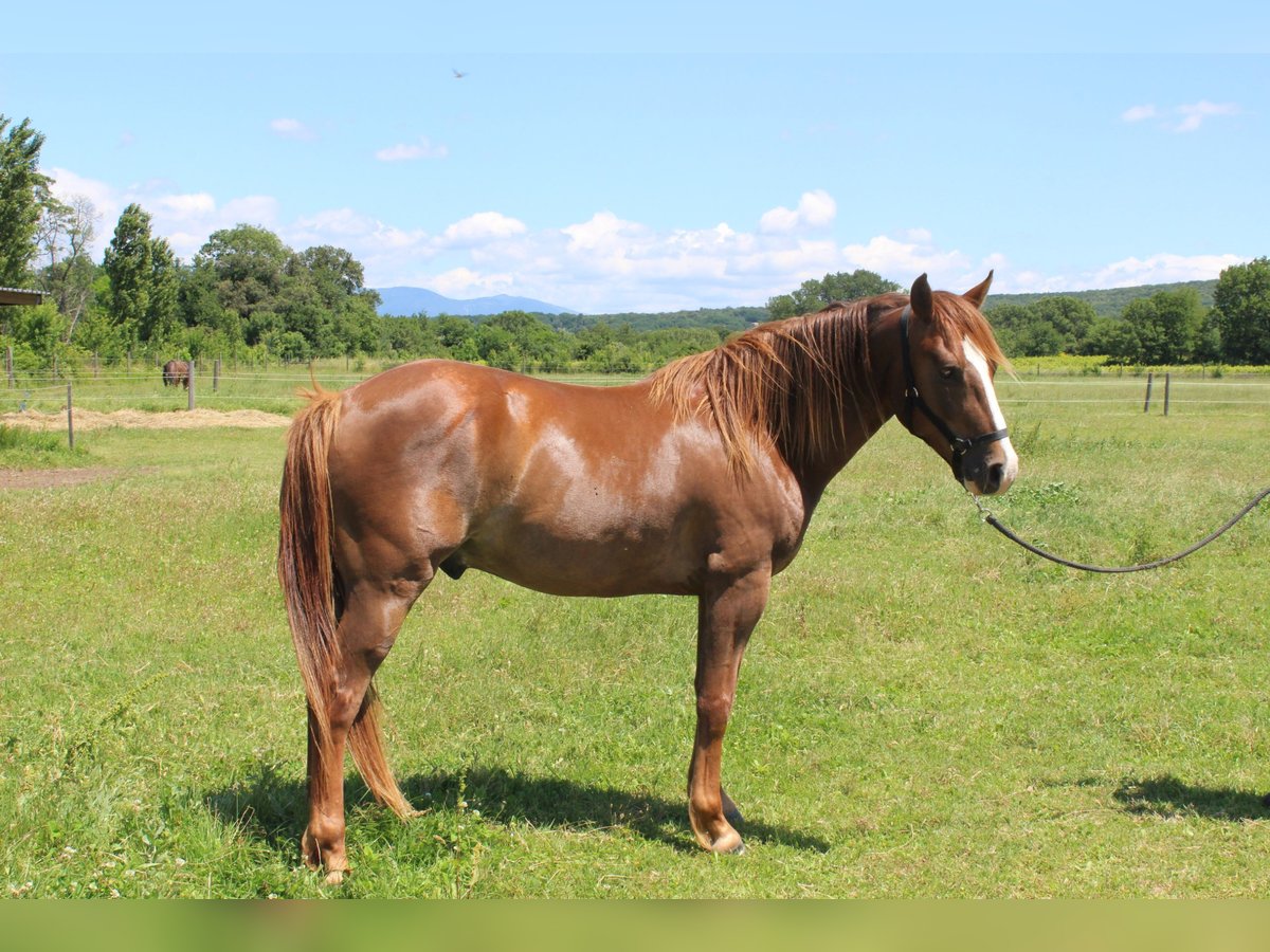 Amerikansk curlyhäst Valack 4 år 152 cm fux in chantemerle-les-grignan