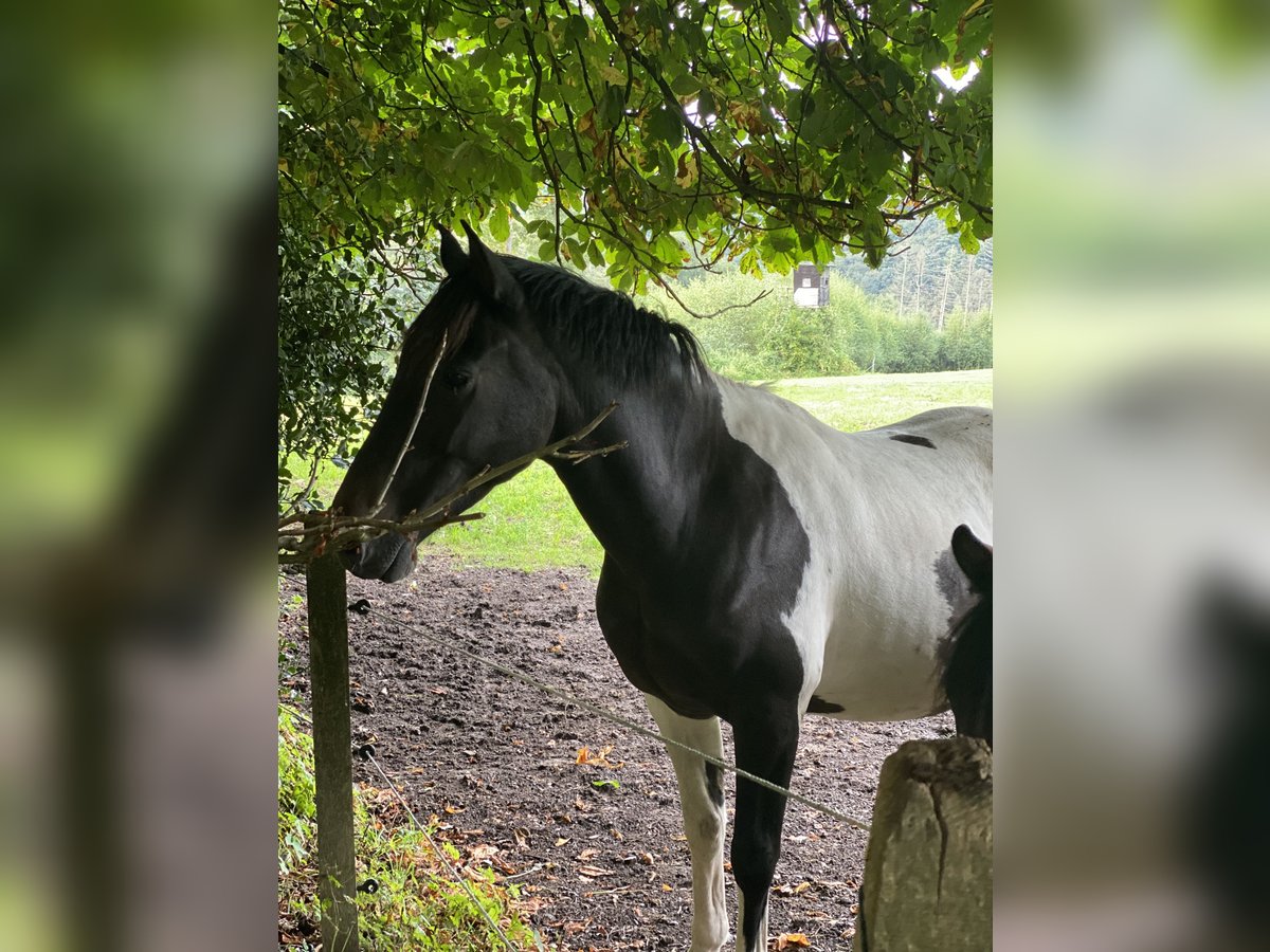 Amerikansk curlyhäst Valack 5 år 149 cm Tobiano-skäck-alla-färger in Ennepetal