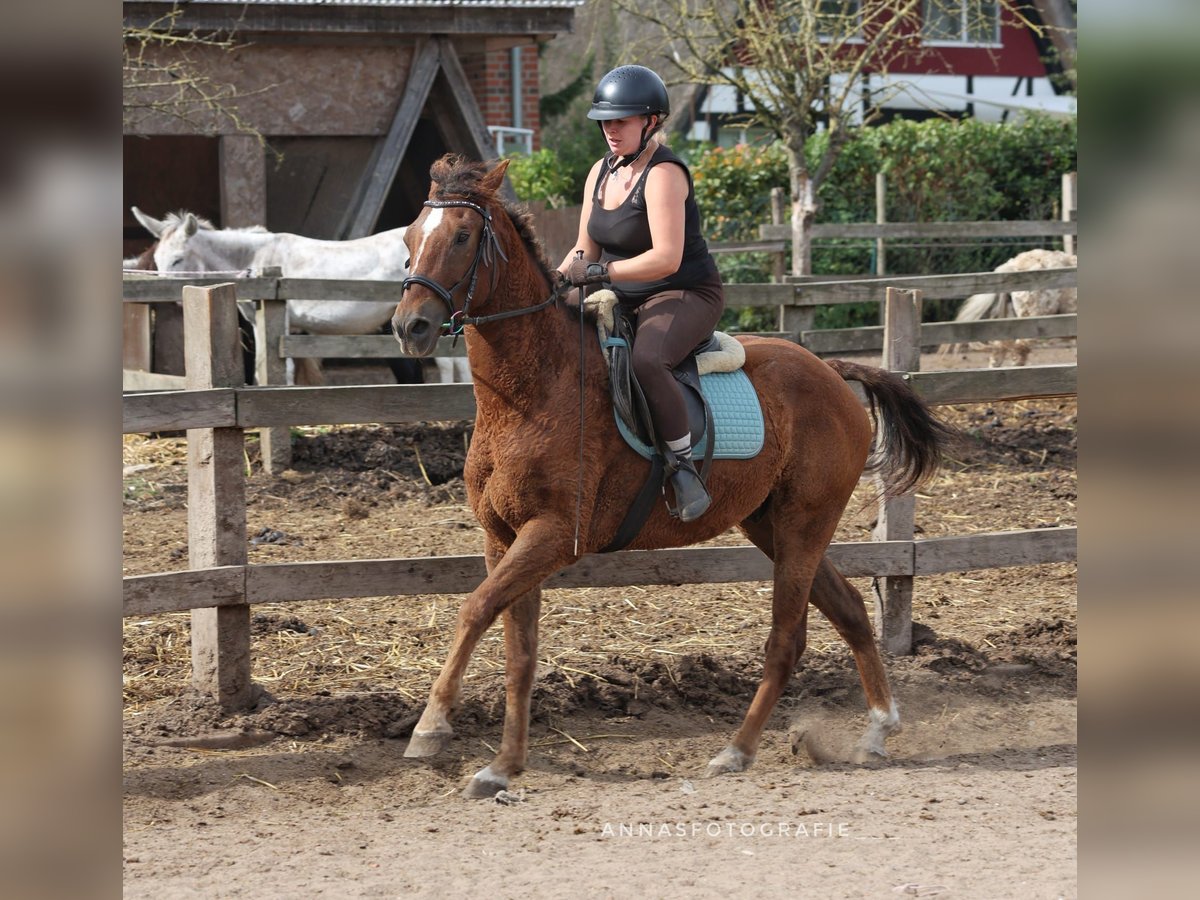 Amerikansk curlyhäst Valack 6 år 150 cm Fux in Timmendorfer Strand