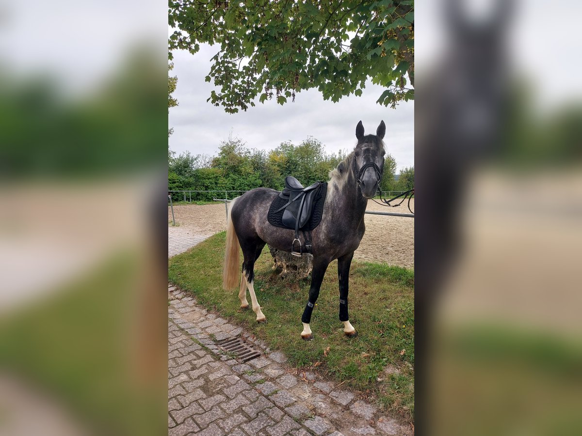 Amerikansk curlyhäst Valack 6 år 157 cm Pinto in Steinheim am Albuch