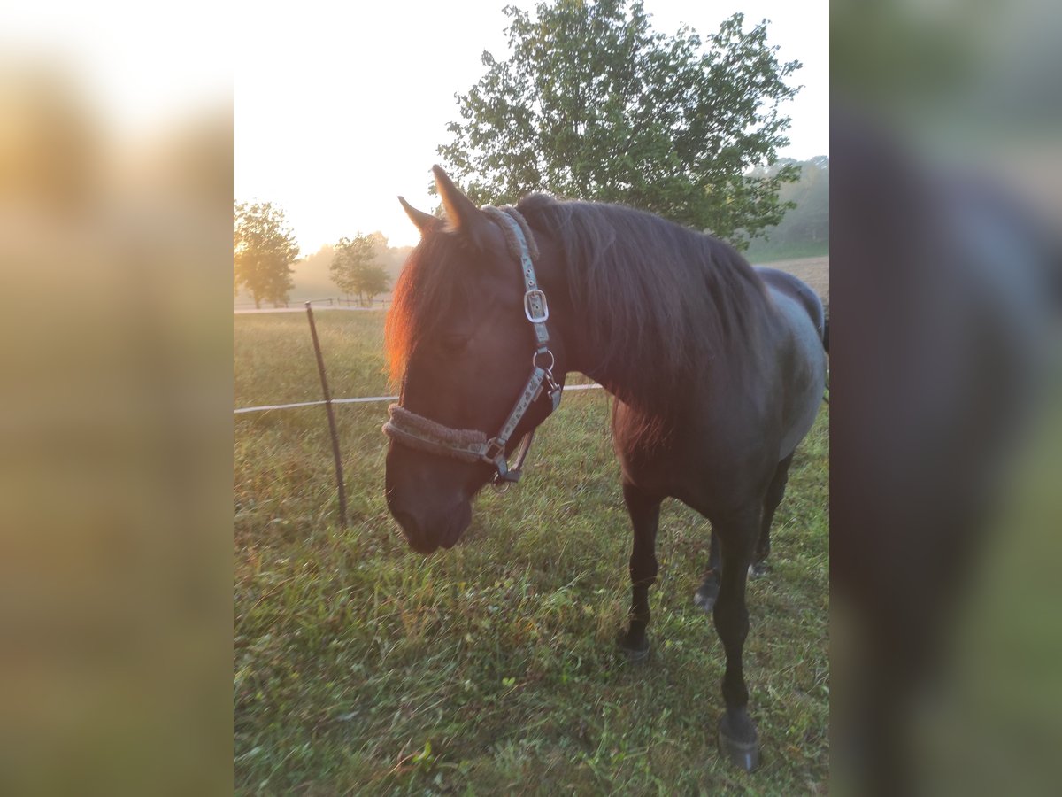 Amerikansk curlyhäst Valack 7 år 164 cm Mörkbrun in Laichingen