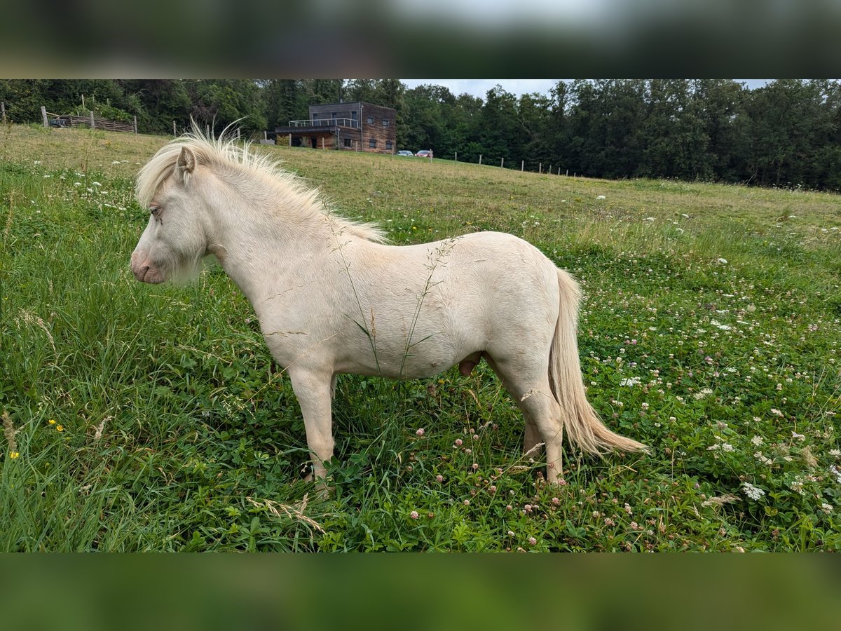 Amerikansk miniatyrhäst Hingst 1 år 75 cm Vit in Auxerre