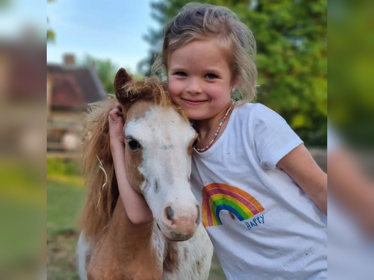 Amerikansk miniatyrhäst Hingst 1 år Overo-skäck-alla-färger in Söhlde