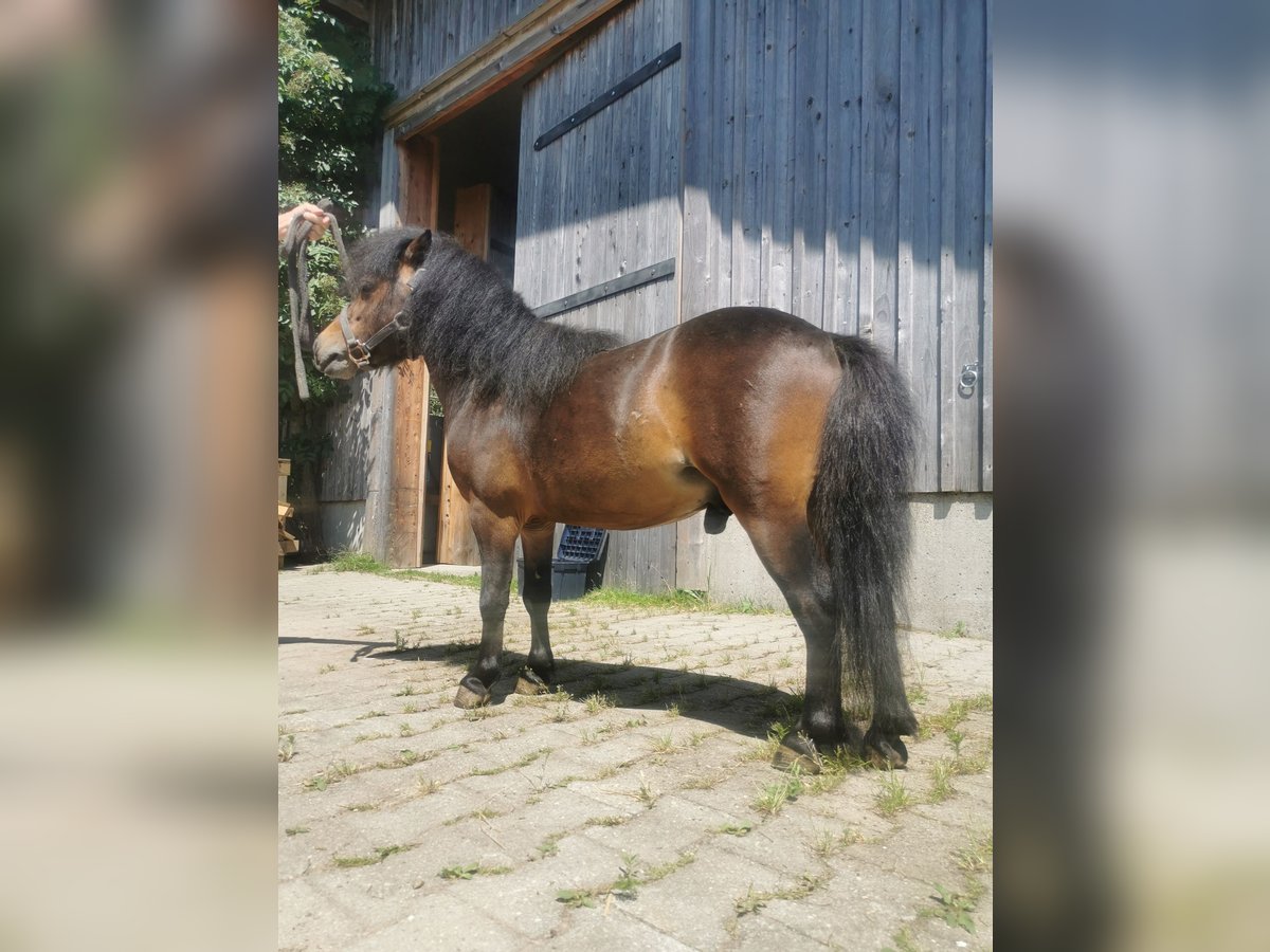 Amerikansk miniatyrhäst Hingst 4 år 80 cm Brun in Grünenbach