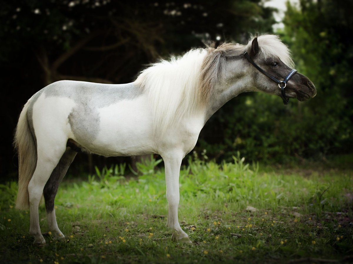 Amerikansk miniatyrhäst Hingst 4 år 81 cm Pinto in Saint-Vallier