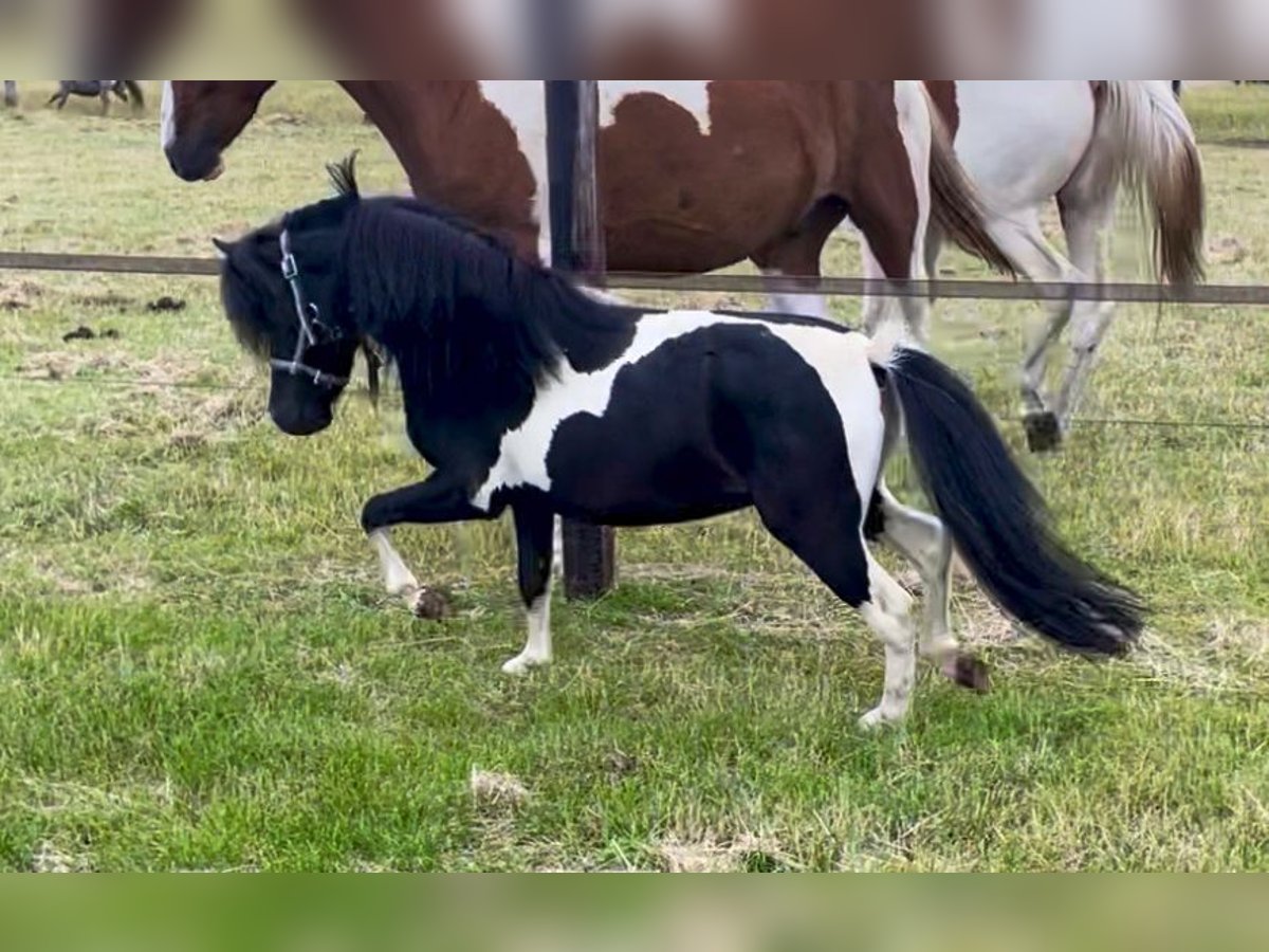 Amerikansk miniatyrhäst Hingst 4 år 86 cm Pinto in weert
