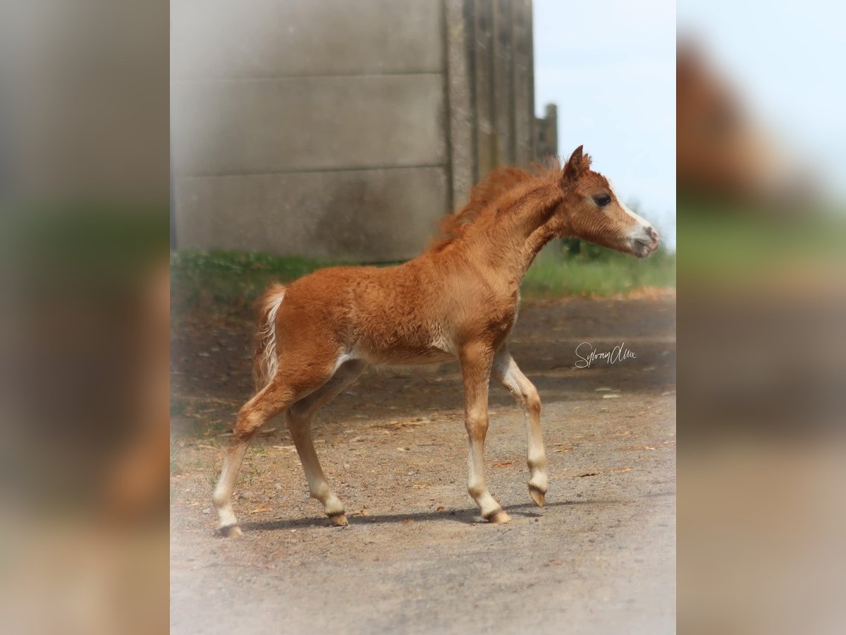 Amerikansk miniatyrhäst Hingst Föl (05/2024) 84 cm fux in Geesbrug