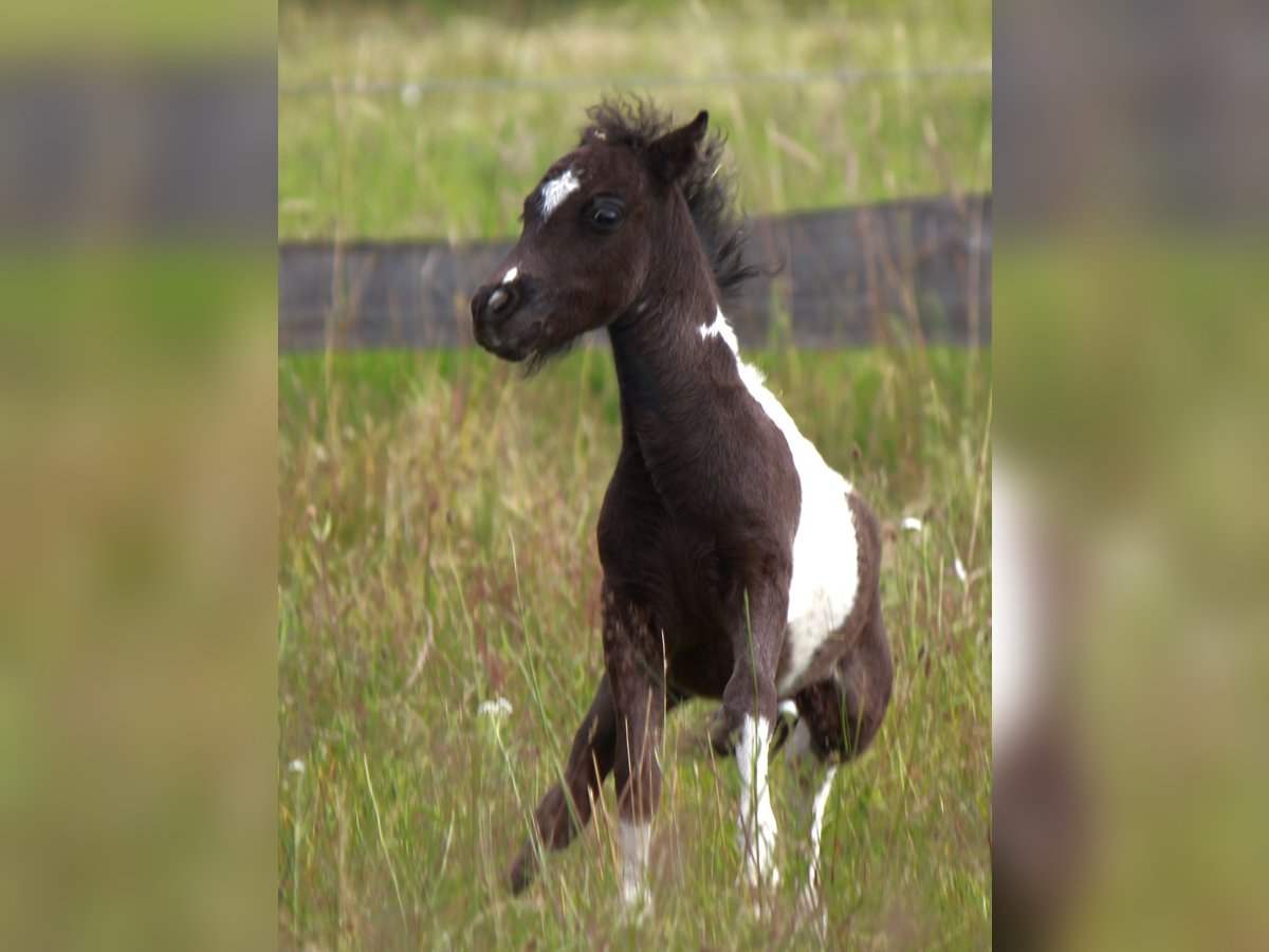 Amerikansk miniatyrhäst Hingst Föl (01/2024) in Kleinwallstadt