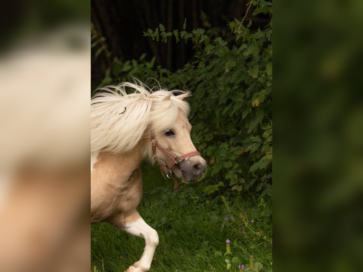 Amerikansk miniatyrhäst Sto 11 år 85 cm Cremello in Eging am See