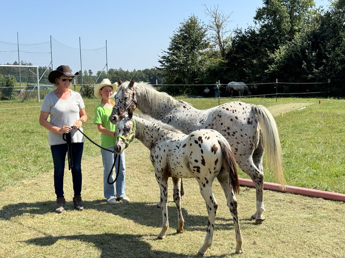 Amerikansk ponny Hingst Föl (04/2024) 130 cm Leopard-Piebald in Waldshut-Tiengen