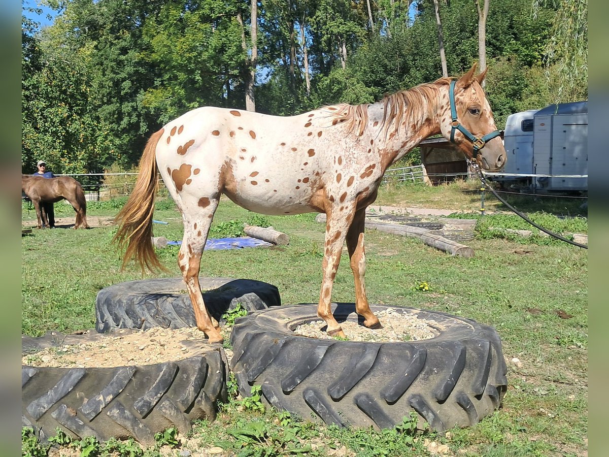 Amerikansk ponny Sto 1 år 140 cm Leopard-Piebald in Bayerbach