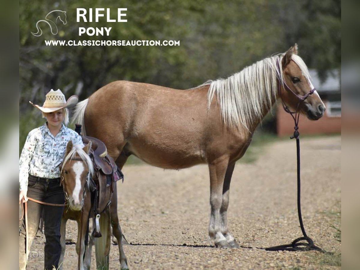 Amerikansk ponny Valack 6 år 91 cm Palomino in Antlers, OK