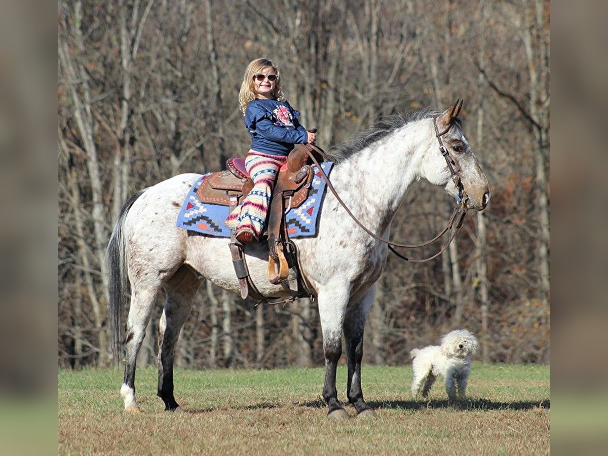 Amerikansk ponny Valack 9 år 145 cm Grå in Brodhead KY