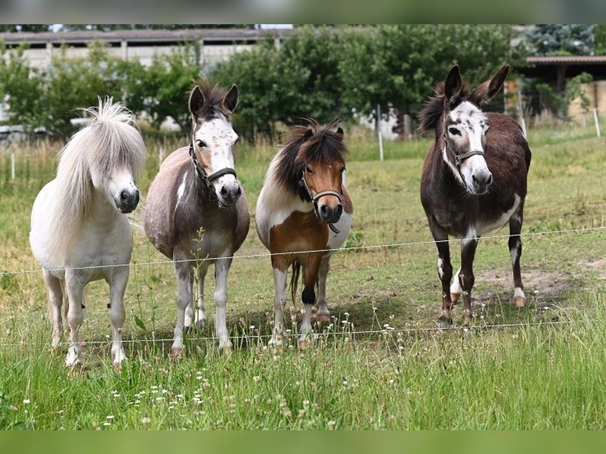 Amerykański koń miniaturowy Klacz 12 lat Srokata in Reichenwalde