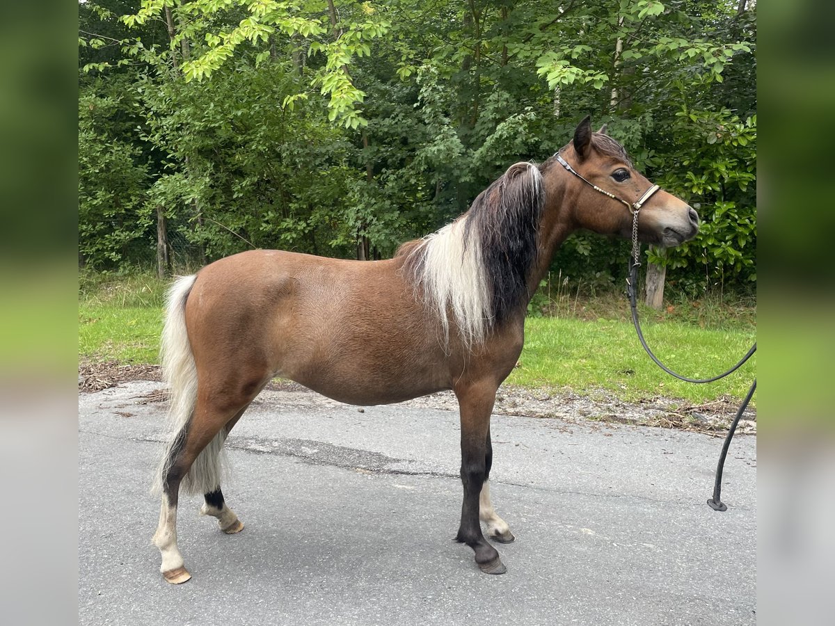 Amerykański koń miniaturowy Klacz 2 lat 78 cm Tobiano wszelkich maści in Bad Bentheim