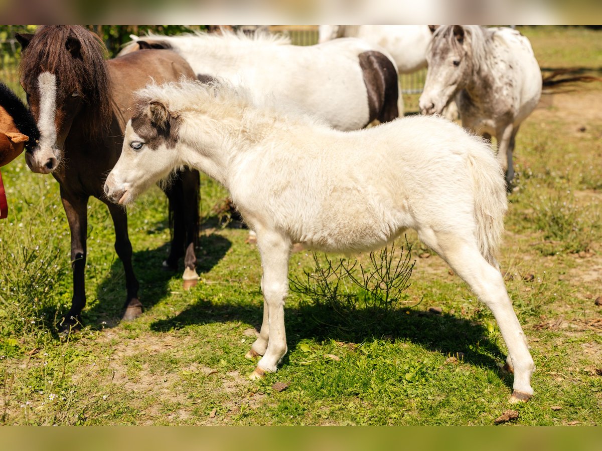 Amerykański koń miniaturowy Klacz Źrebak (06/2025) Tovero wszelkich maści in S&#xF6;hlde