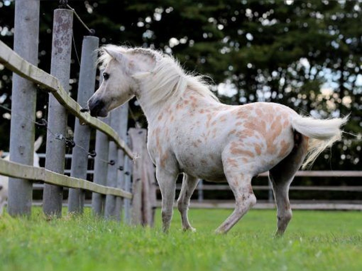 Amerykański koń miniaturowy Ogier 13 lat 86 cm Jelenia in Marl