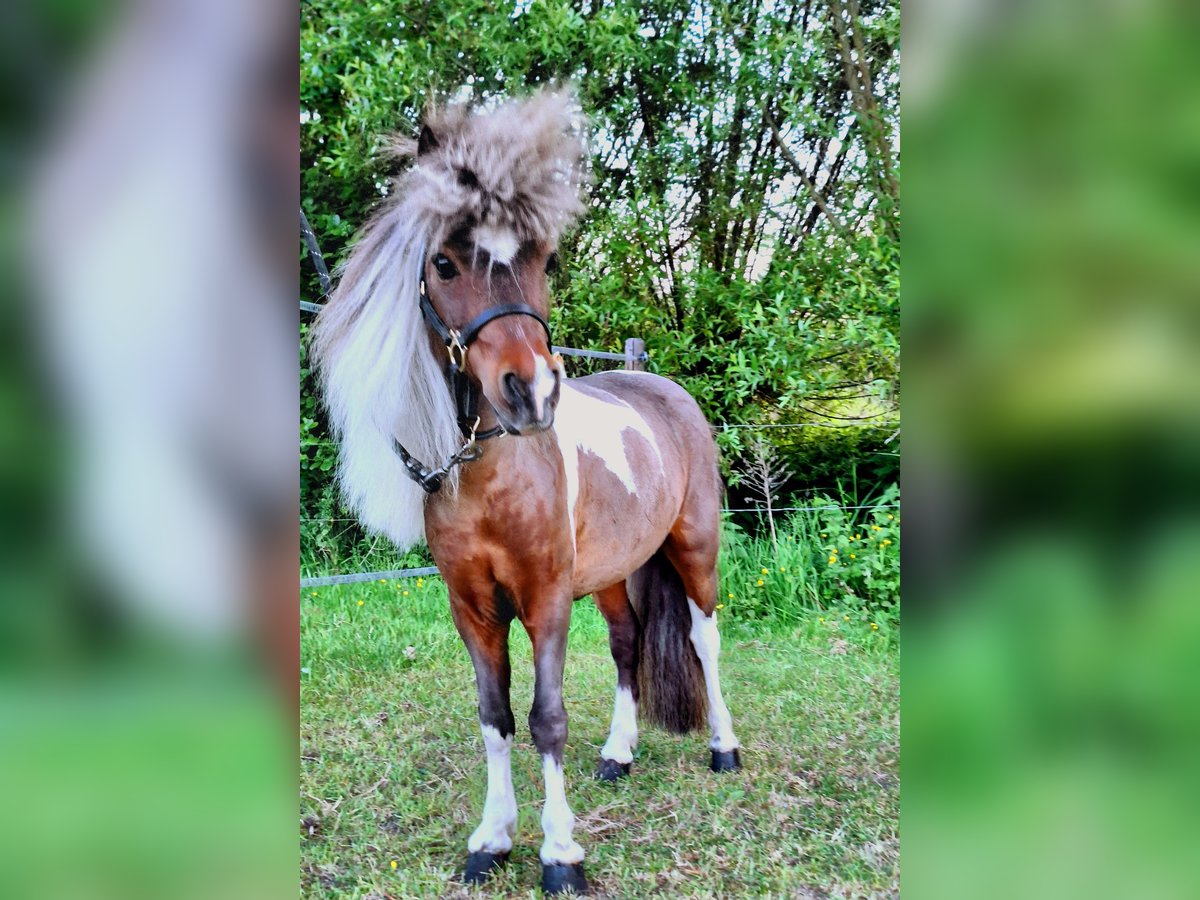 Amerykański koń miniaturowy Ogier 14 lat 85 cm Srokata in MoerzekeHAMME