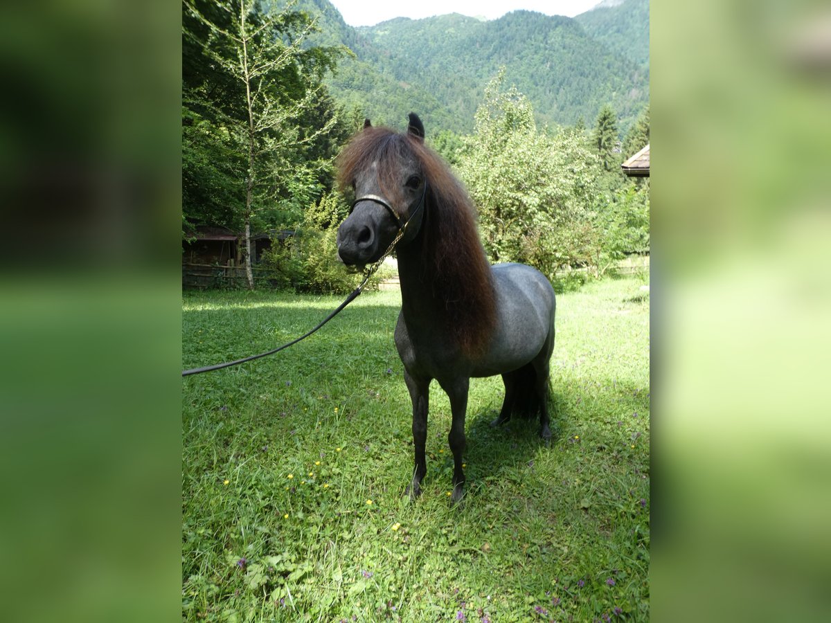 Amerykański koń miniaturowy Ogier 3 lat 90 cm Siwa in Gli&#xE8;res val de Borne