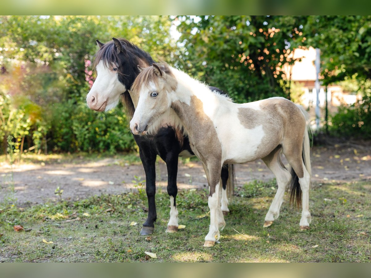 Amerykański koń miniaturowy Ogier 4 lat 92 cm Kara in S&#xF6;hlde