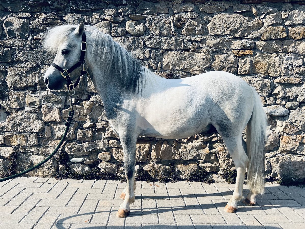 Amerykański koń miniaturowy Ogier 6 lat 80 cm Siwa in Bad Krozingen