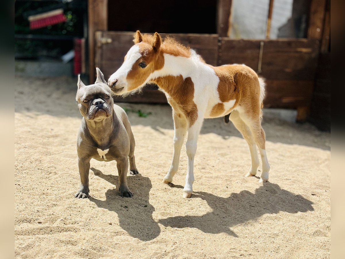 Amerykański koń miniaturowy Ogier  Tobiano wszelkich maści in Freudenberg