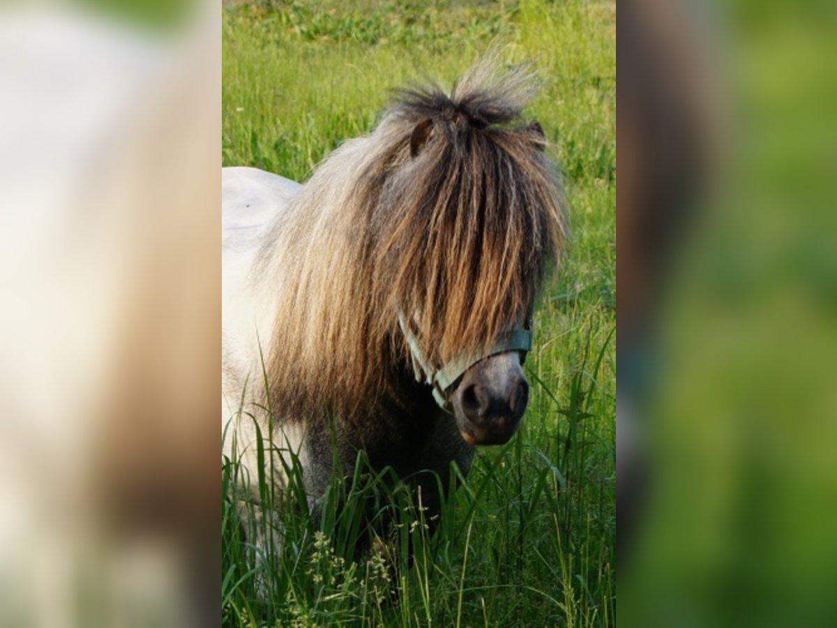 Amerykański koń miniaturowy Wałach 13 lat Siwa in Reichenwalde
