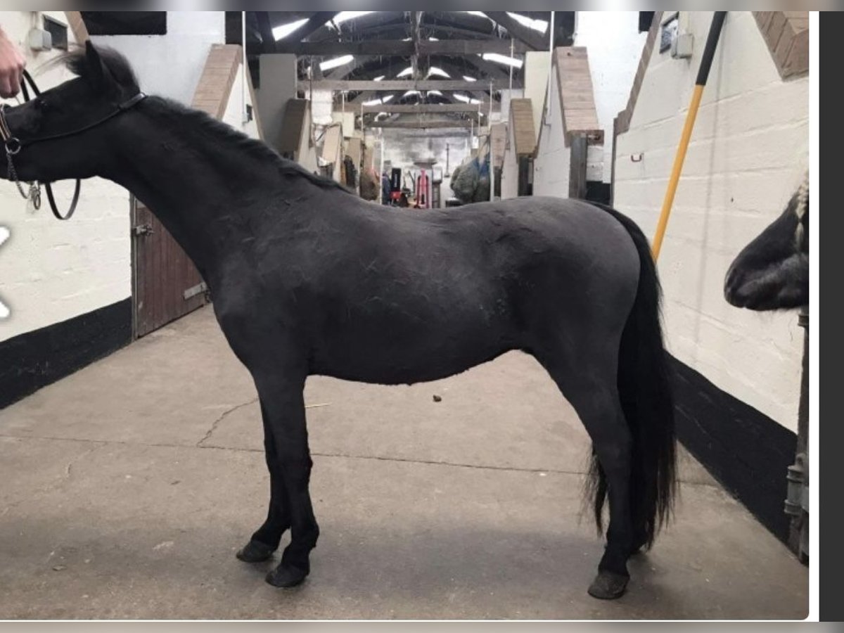 Amerykański koń miniaturowy Wałach 5 lat 81 cm Kara in Cheltenham