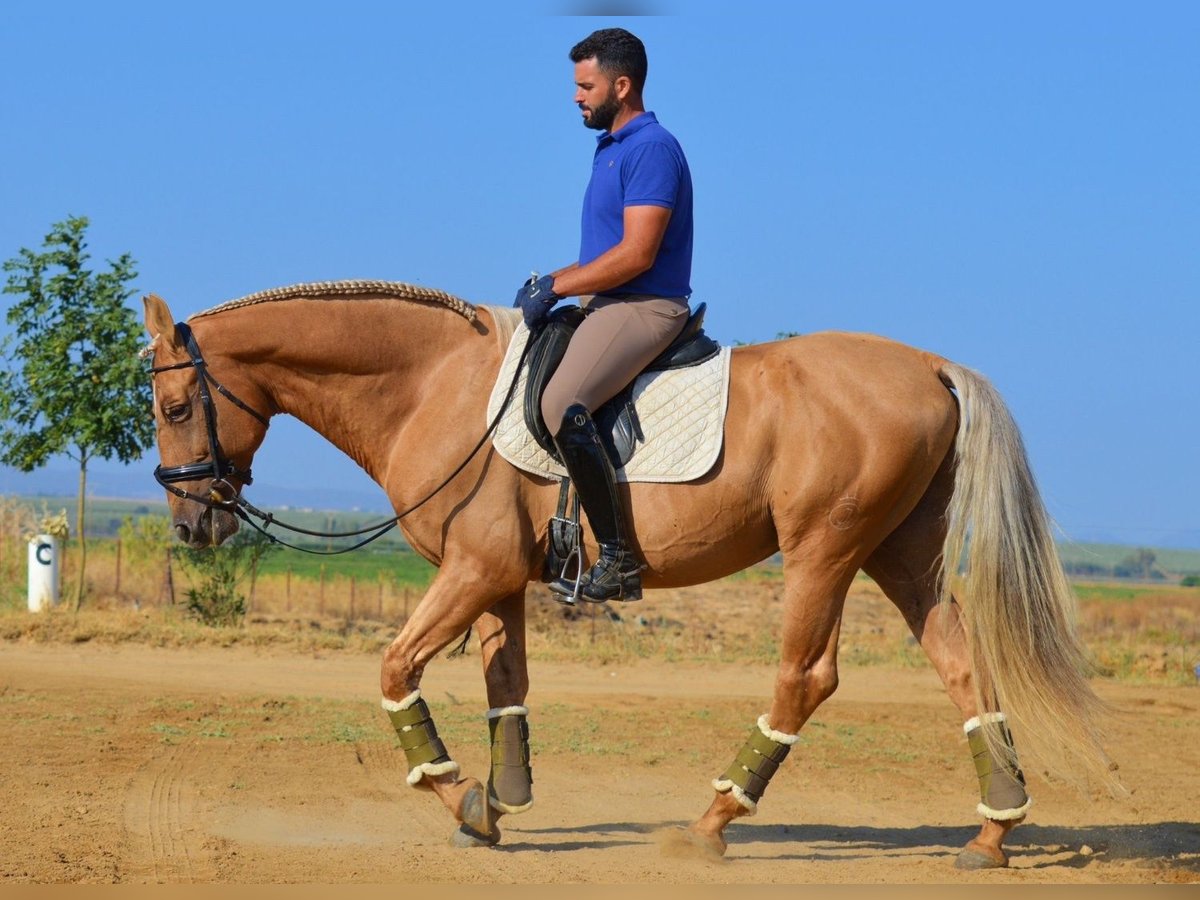 Andalou Étalon 10 Ans 160 cm Palomino in Alicante/Alacant