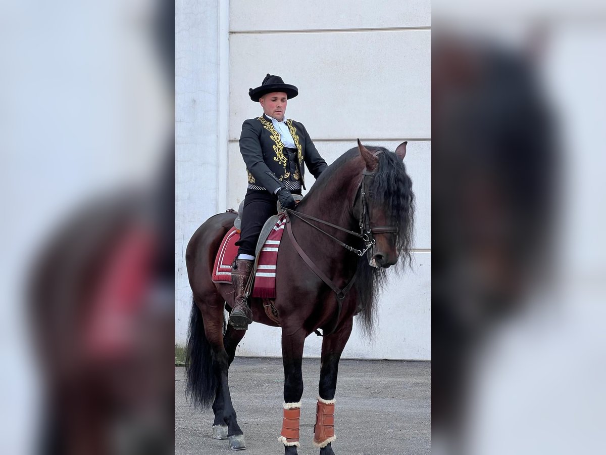 Andalou Étalon 10 Ans 166 cm Bai brun in Carlazzo