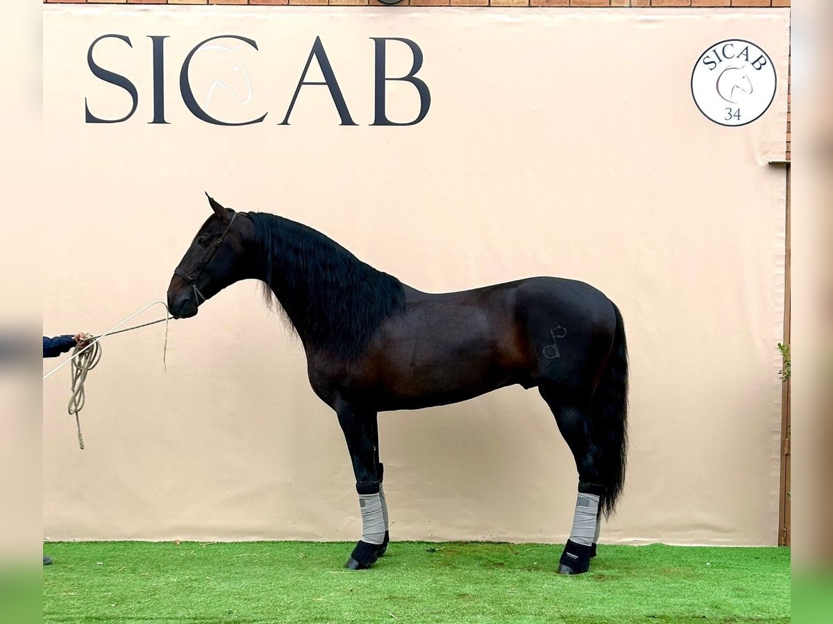 Andalou Étalon 10 Ans 170 cm Bai brun in Malaga